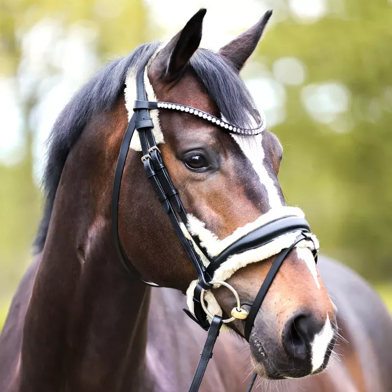 Anatomic Bridle Joyce