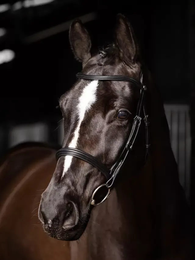 Arika Cavesson Bridle