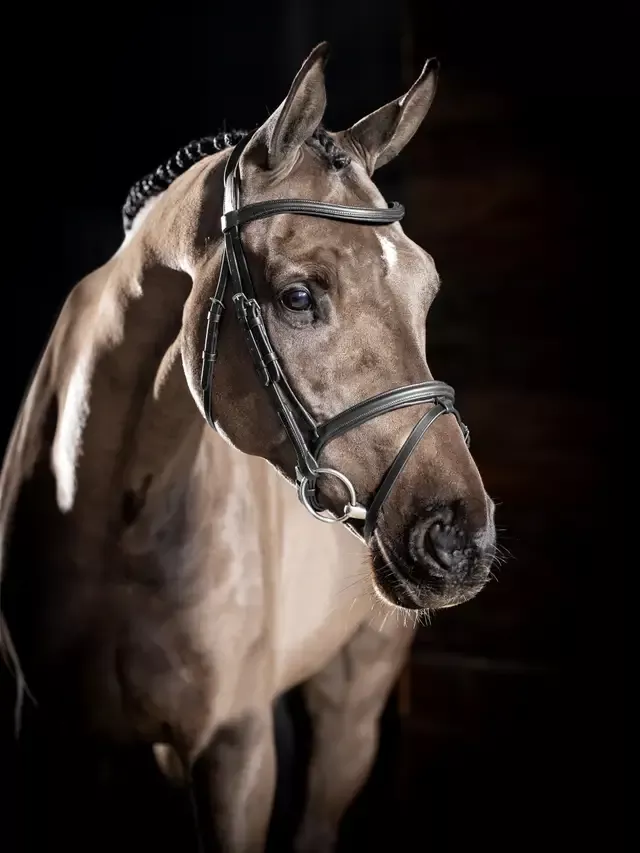 Arika Flash Bridle