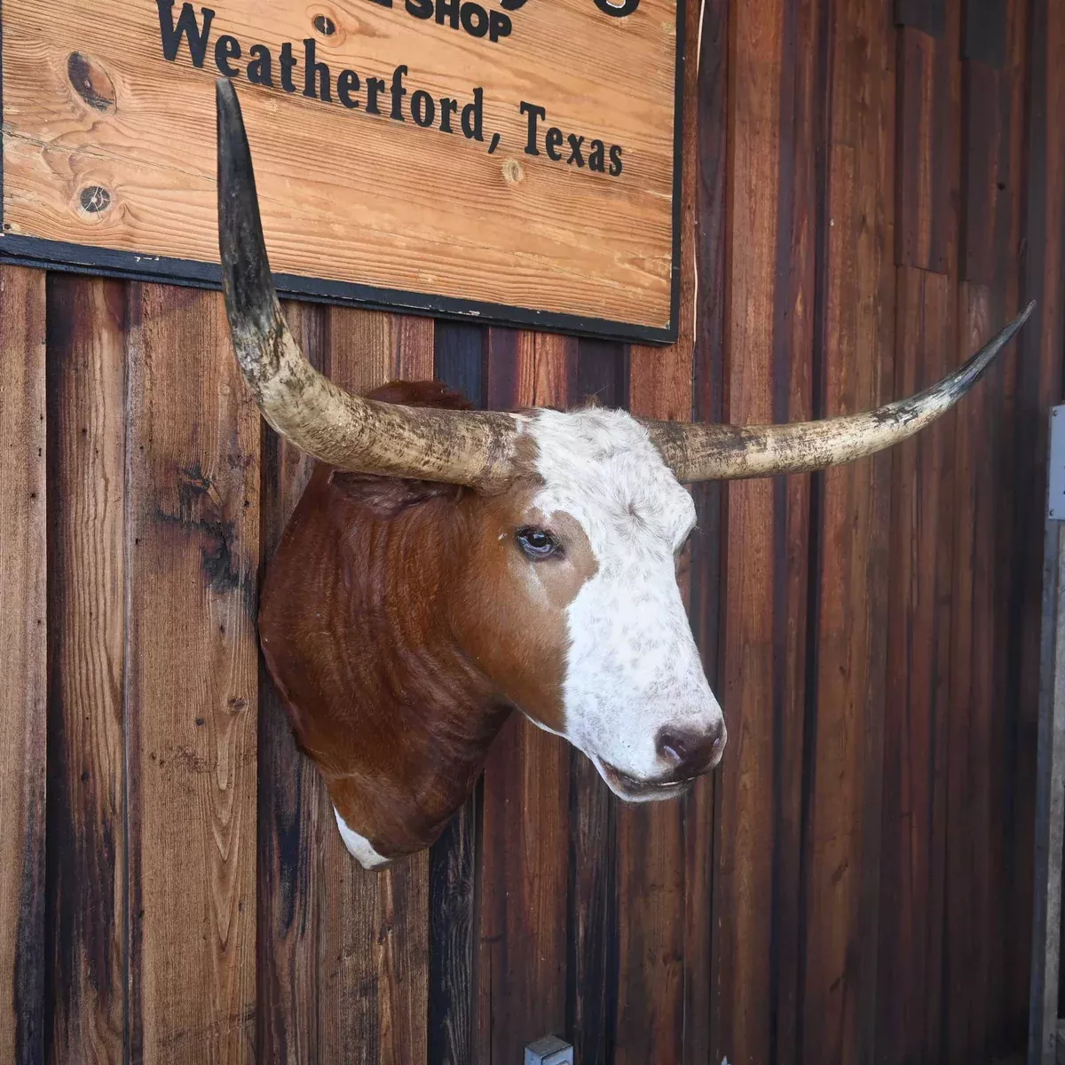 Bald Face Mounted Longhorn