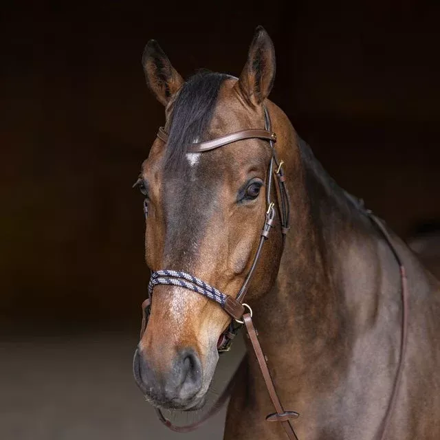 Bitless Bridle Freedom