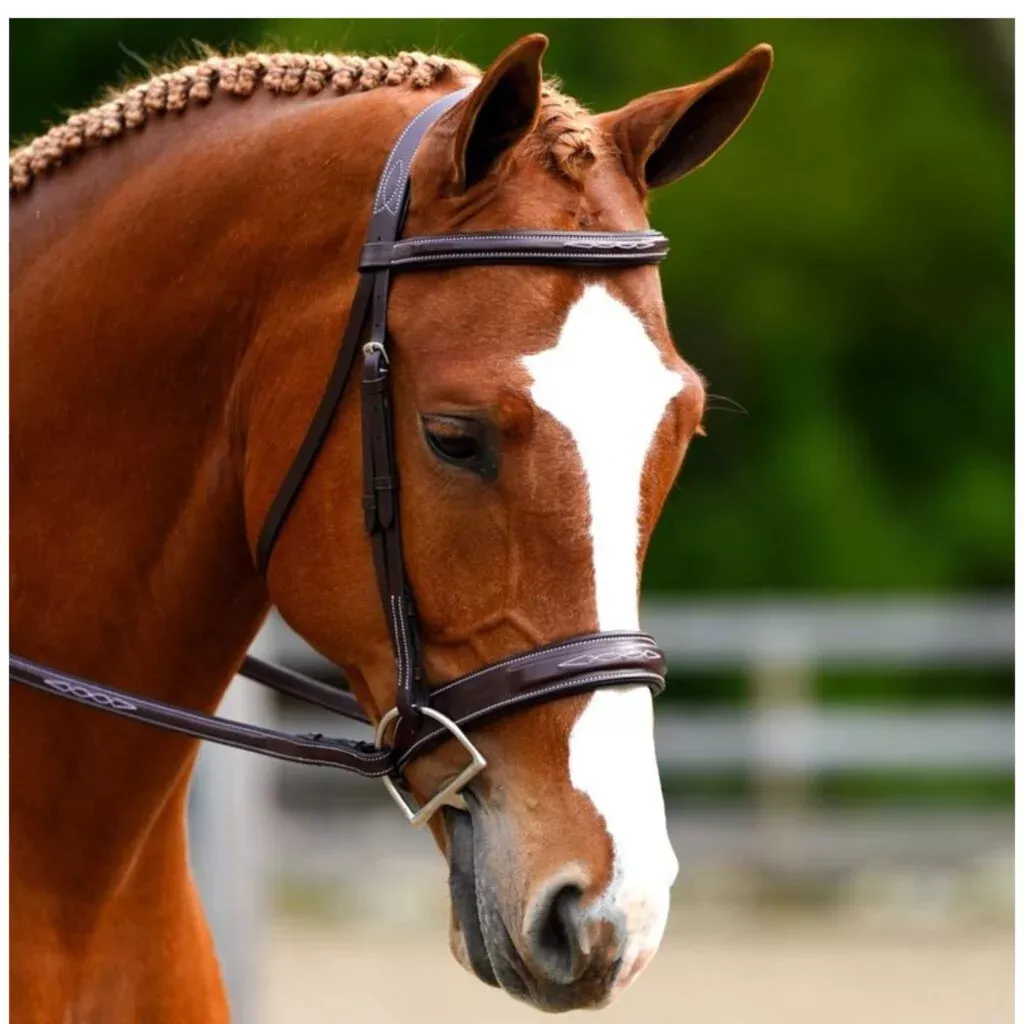The Black Oak Tupelo Bridle