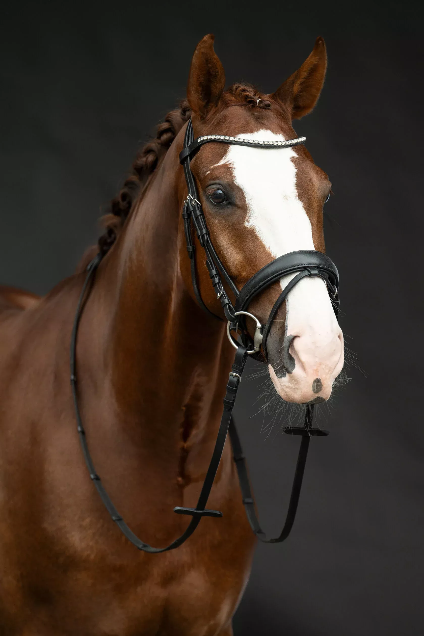 Bridle Bella