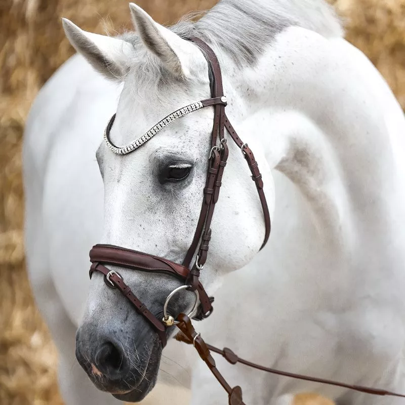 Bridle Everness