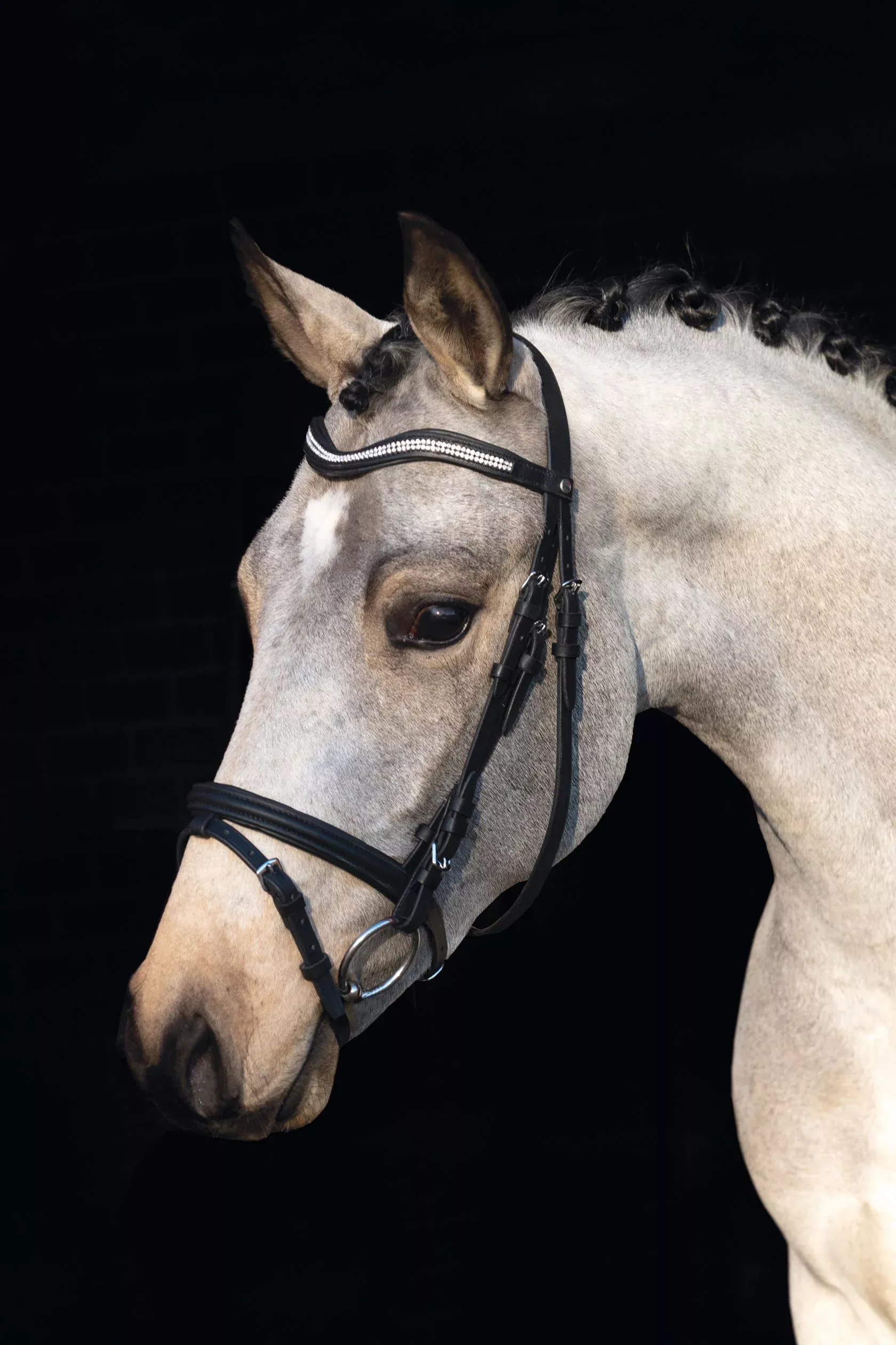 Bridle Little Star