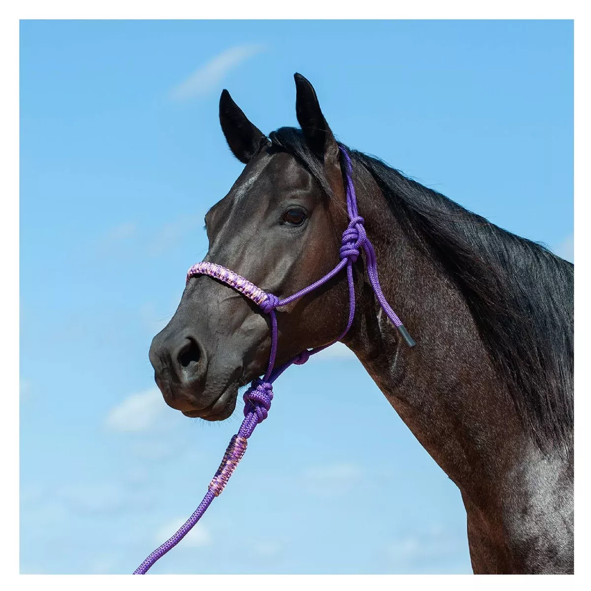 Cashel Braided Rope Nose Halter with Lead