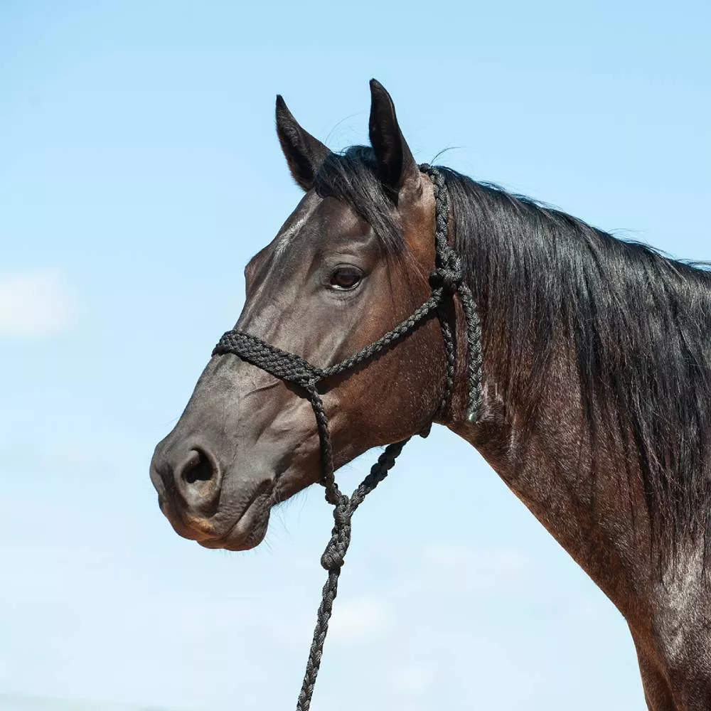 Cashel Flat Braid Halter with Lead