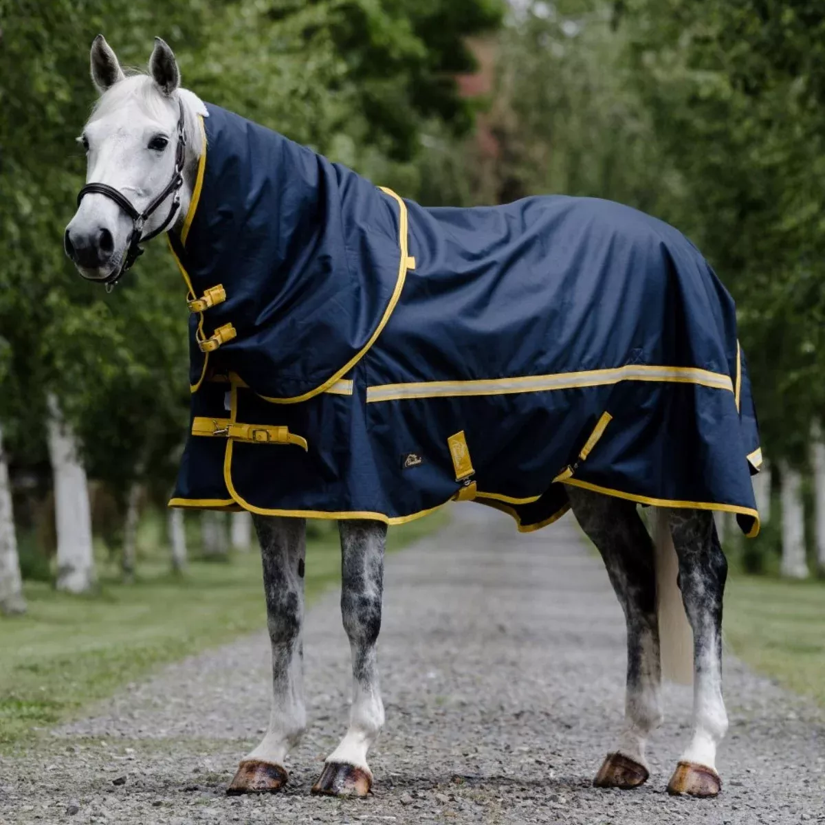 Cavallino Northampton Detacha-Neck