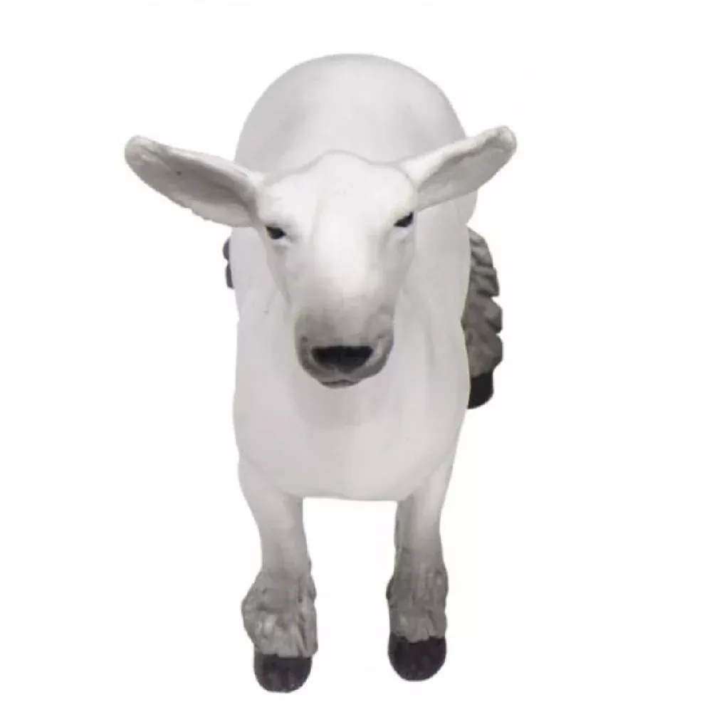Champion Dorset Market Lamb