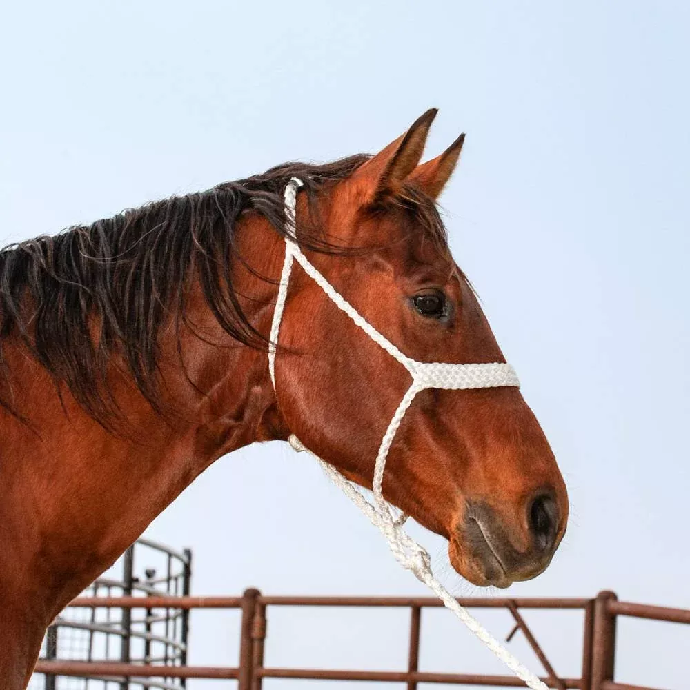 Classic Equine Flat Braid Halter with Lead