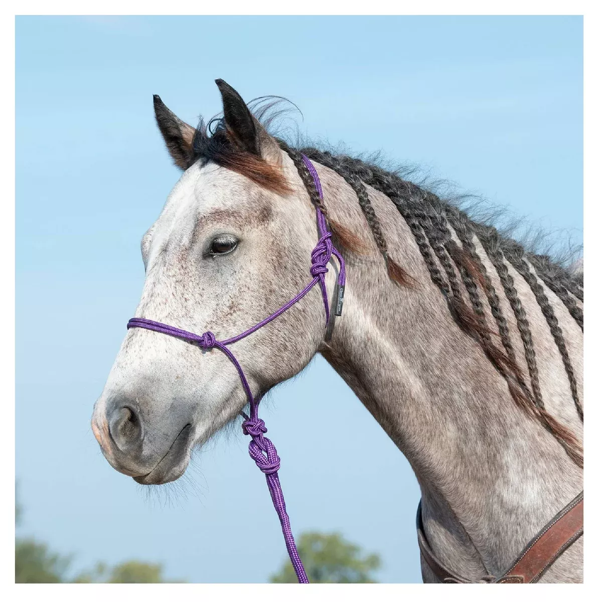 Classic Equine Rope Halter with Lead