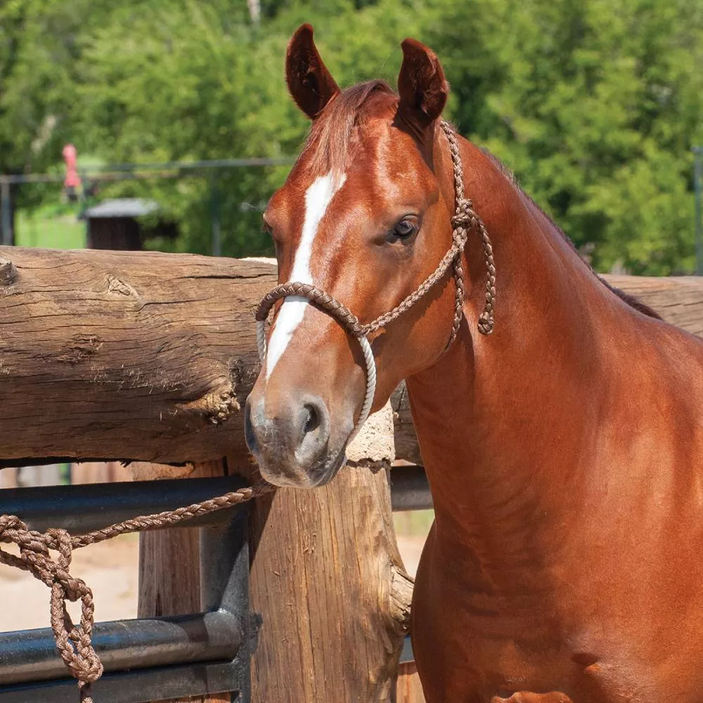 Classic Equine Rope Nose Halter with Lead