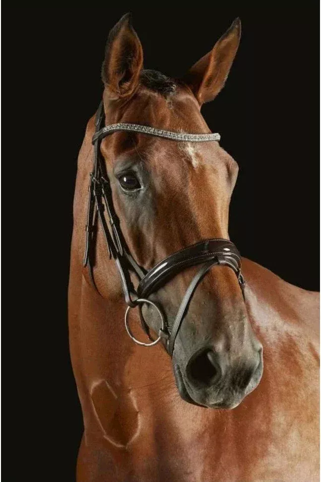 Collegiate Comfitec Luna Bridle