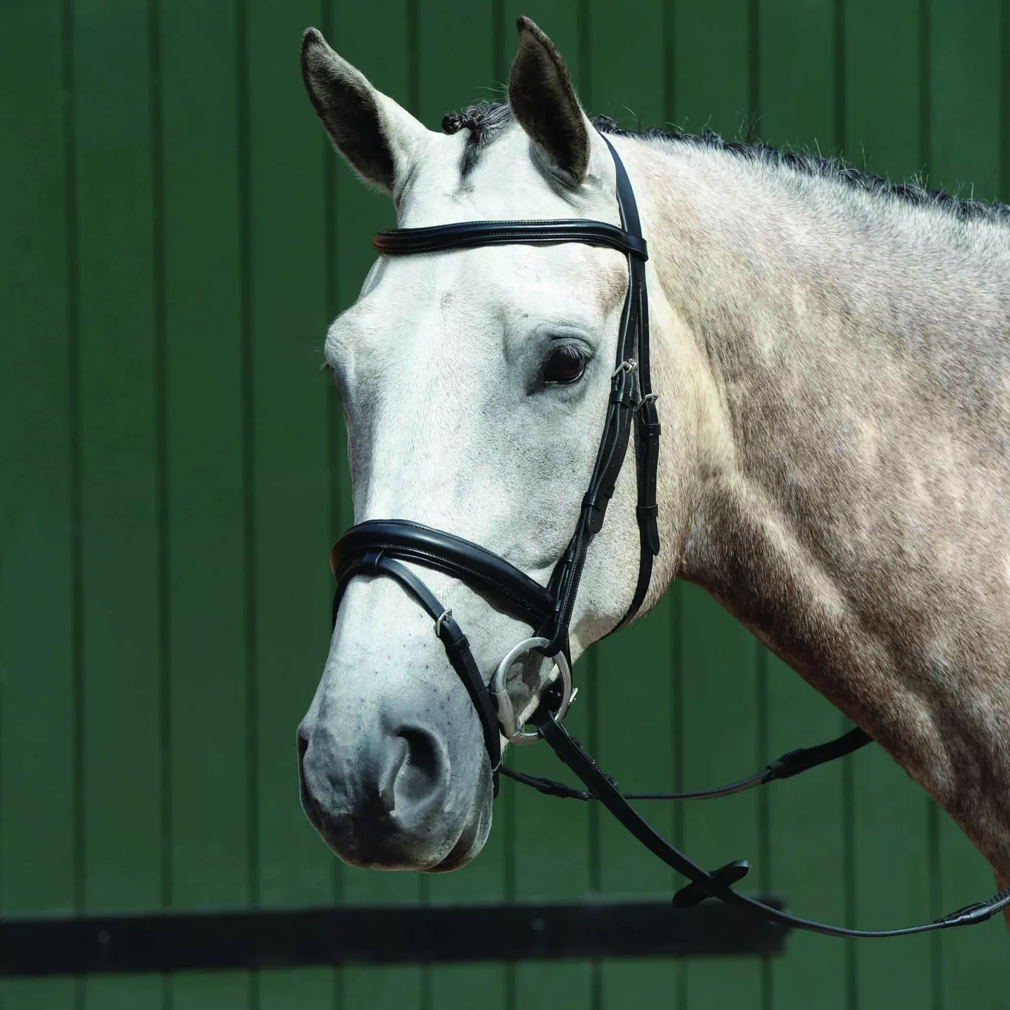 Collegiate Essential Padded Raised Flash Bridle