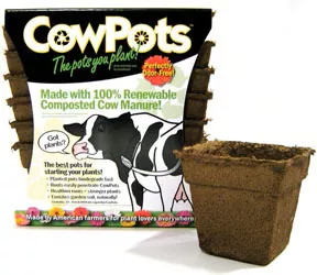 CowPots Square Pots, 4 in, 12 Pack