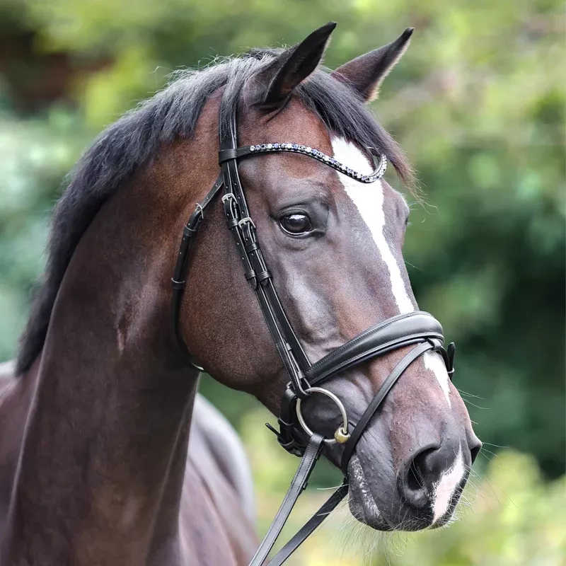 Dressage Bridle Ocean