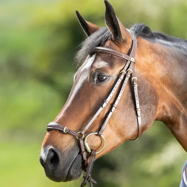 Drop Noseband Bridle German