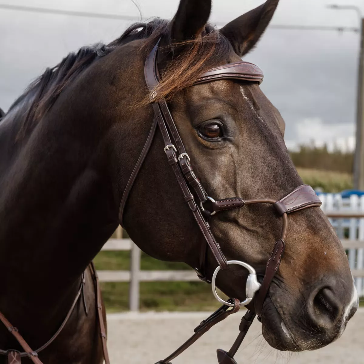 Elastic Hybrid Noseband Bridle NE