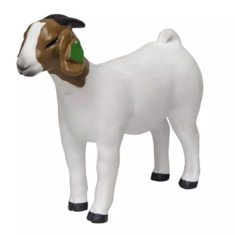 Grand Champion Boer Doe