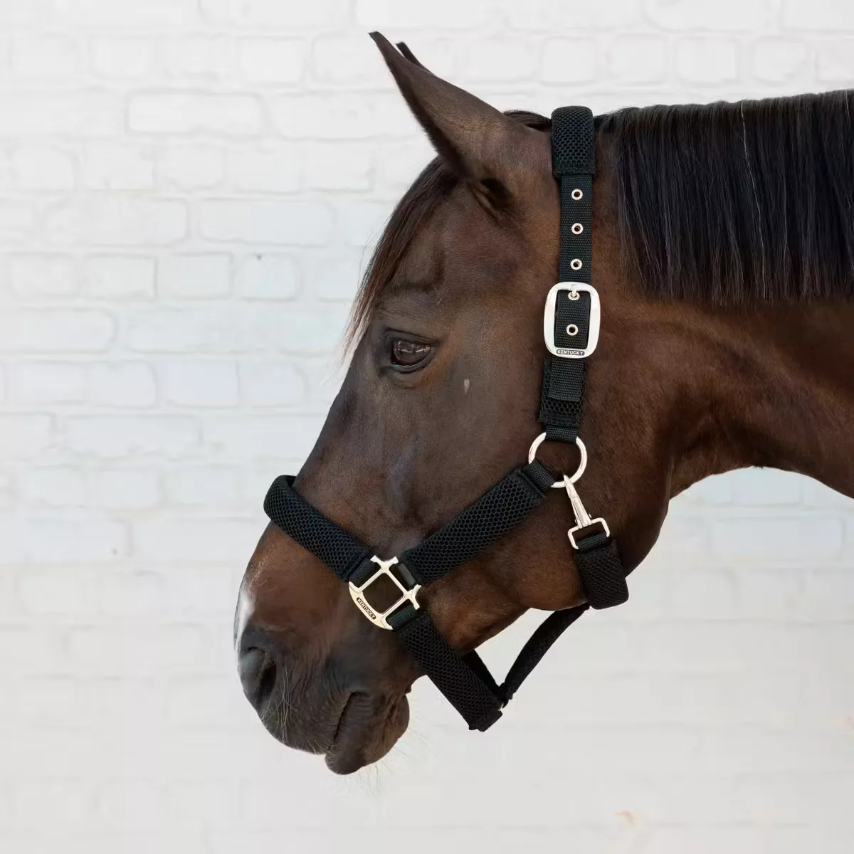 Halter 3D Mesh