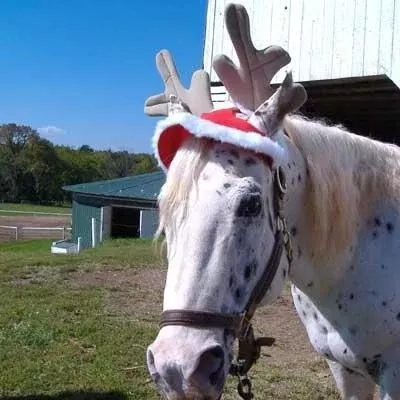 Holiday Reindeer Hat from Tough1