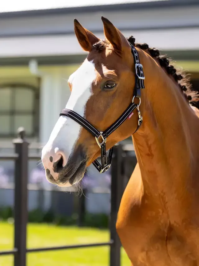 Lemieux Essential Yard Halter