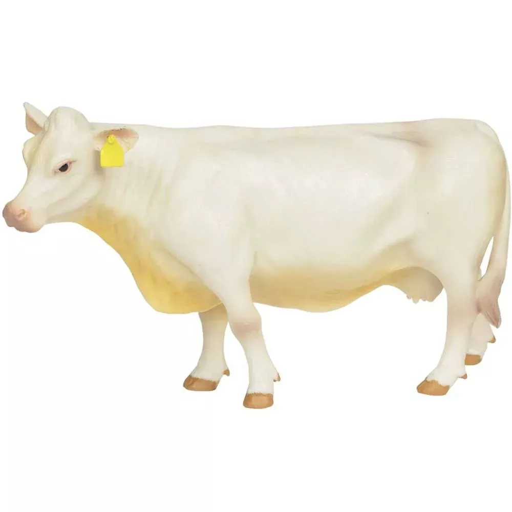 Little Buster Charolais Cow