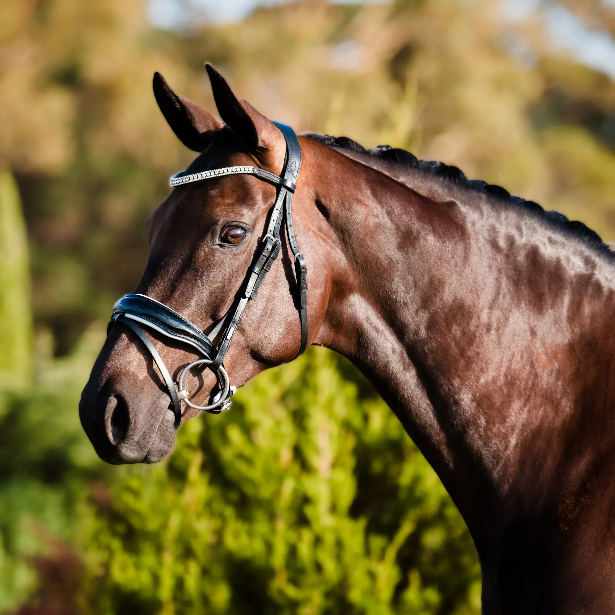 Lumiere Adeline Hanoverian Bridle