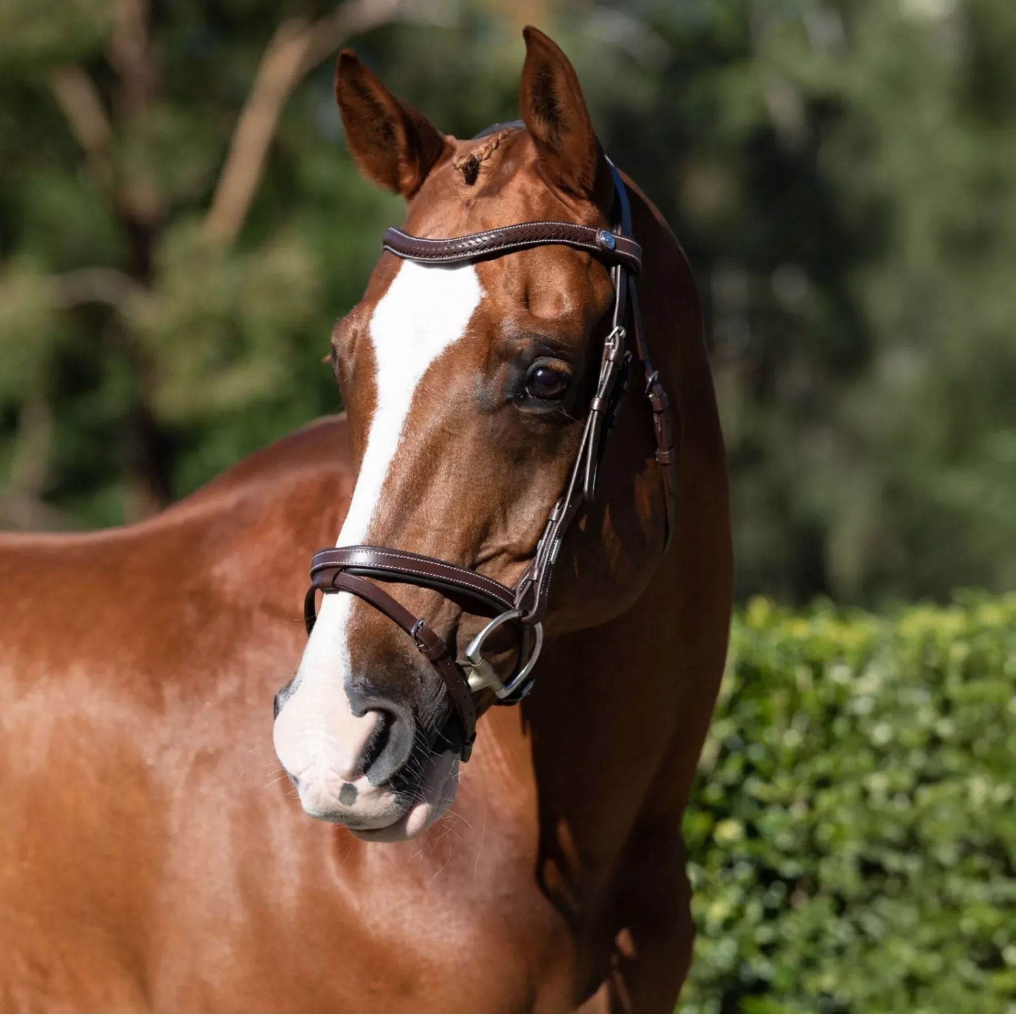 Lumiere Delaney Hanoverian Bridle