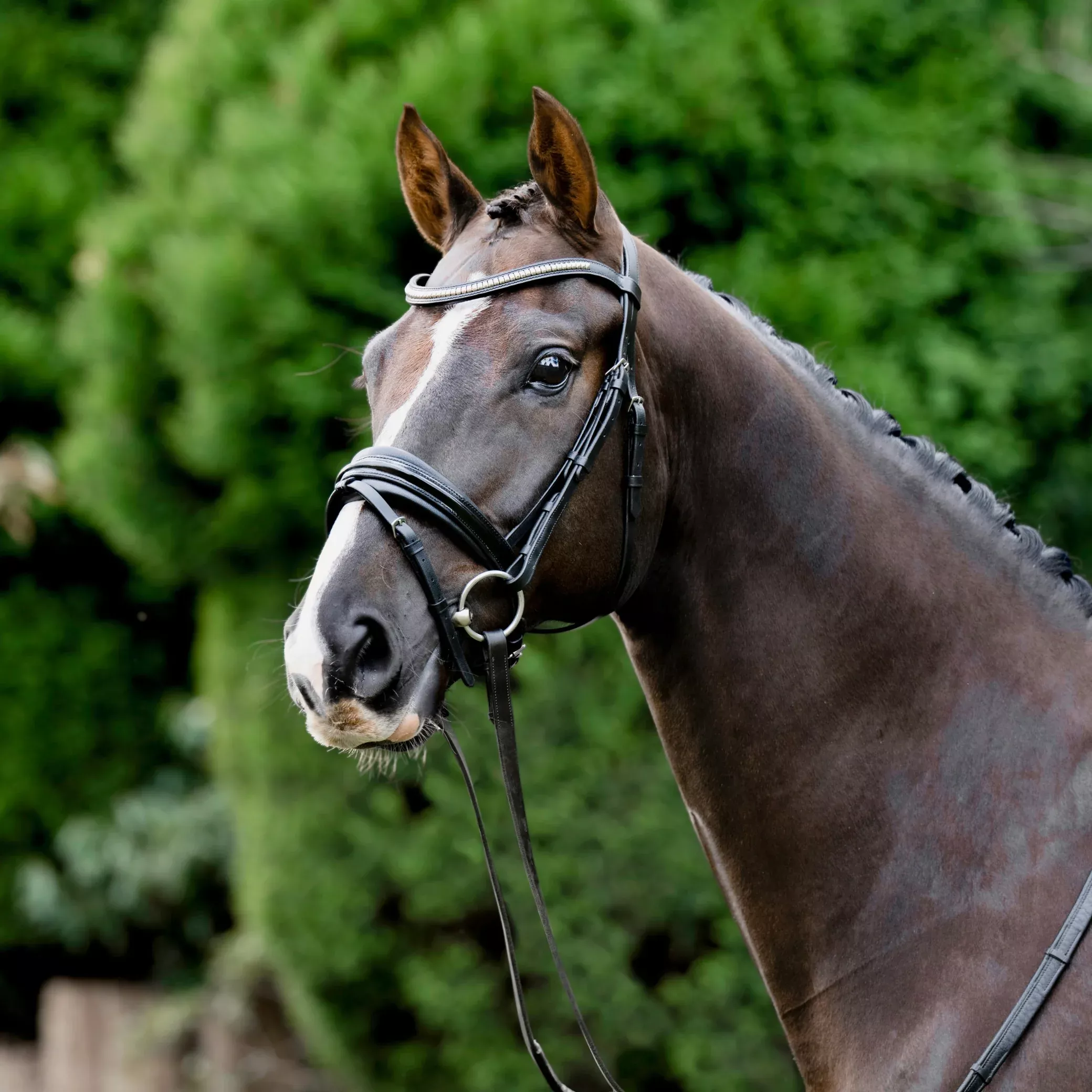 Lumiere Melodie Hanoverian Patent Leather Bridle