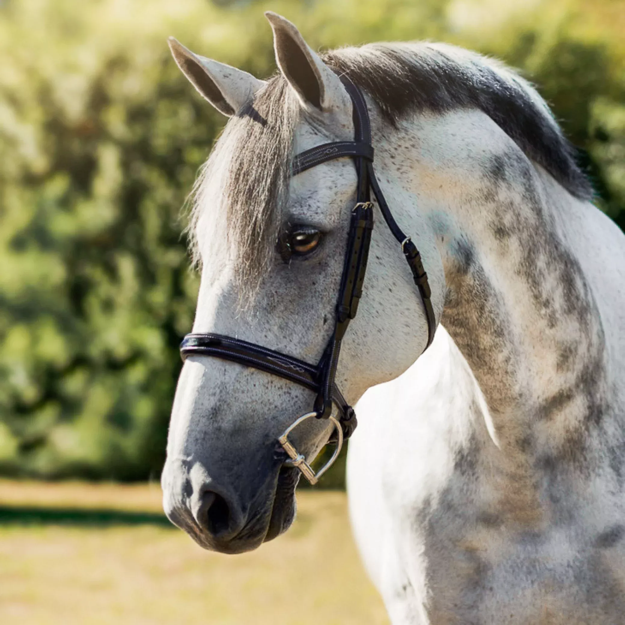 Lumiere Milan Convertible Bridle