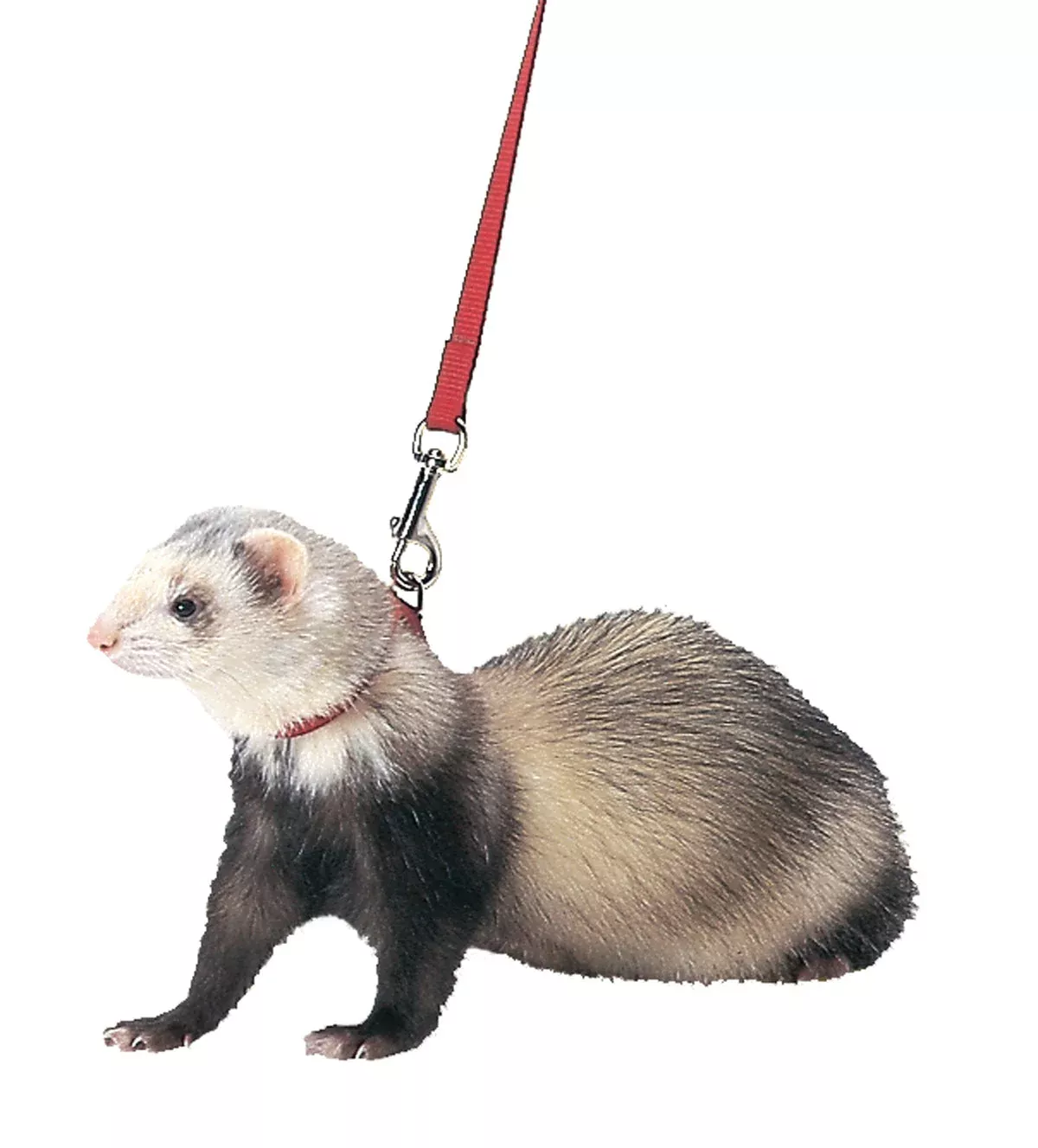 Marshall Ferret Harness and Lead 48 in Red