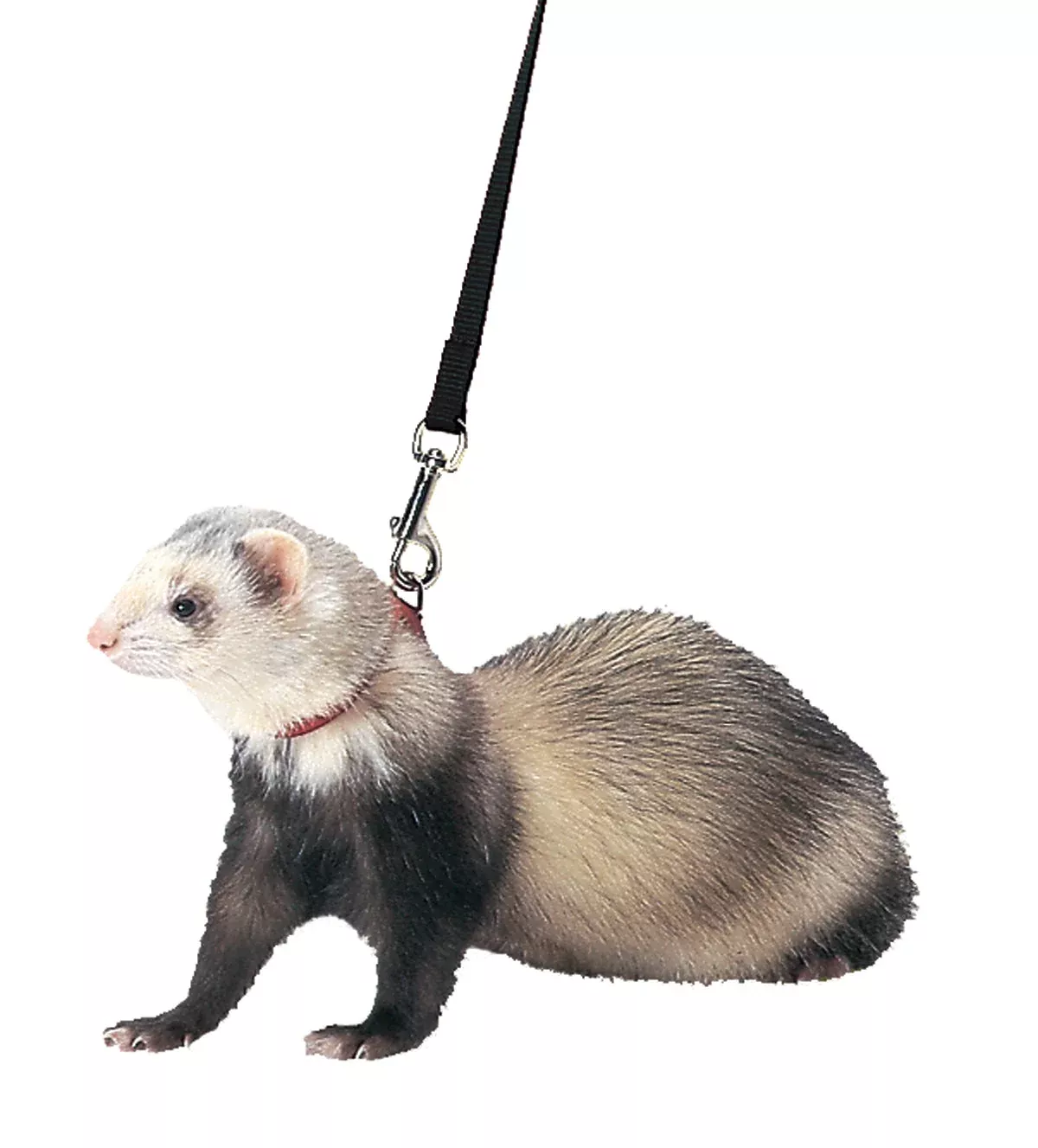 Marshall Ferret Harness and Lead, Black 48 in