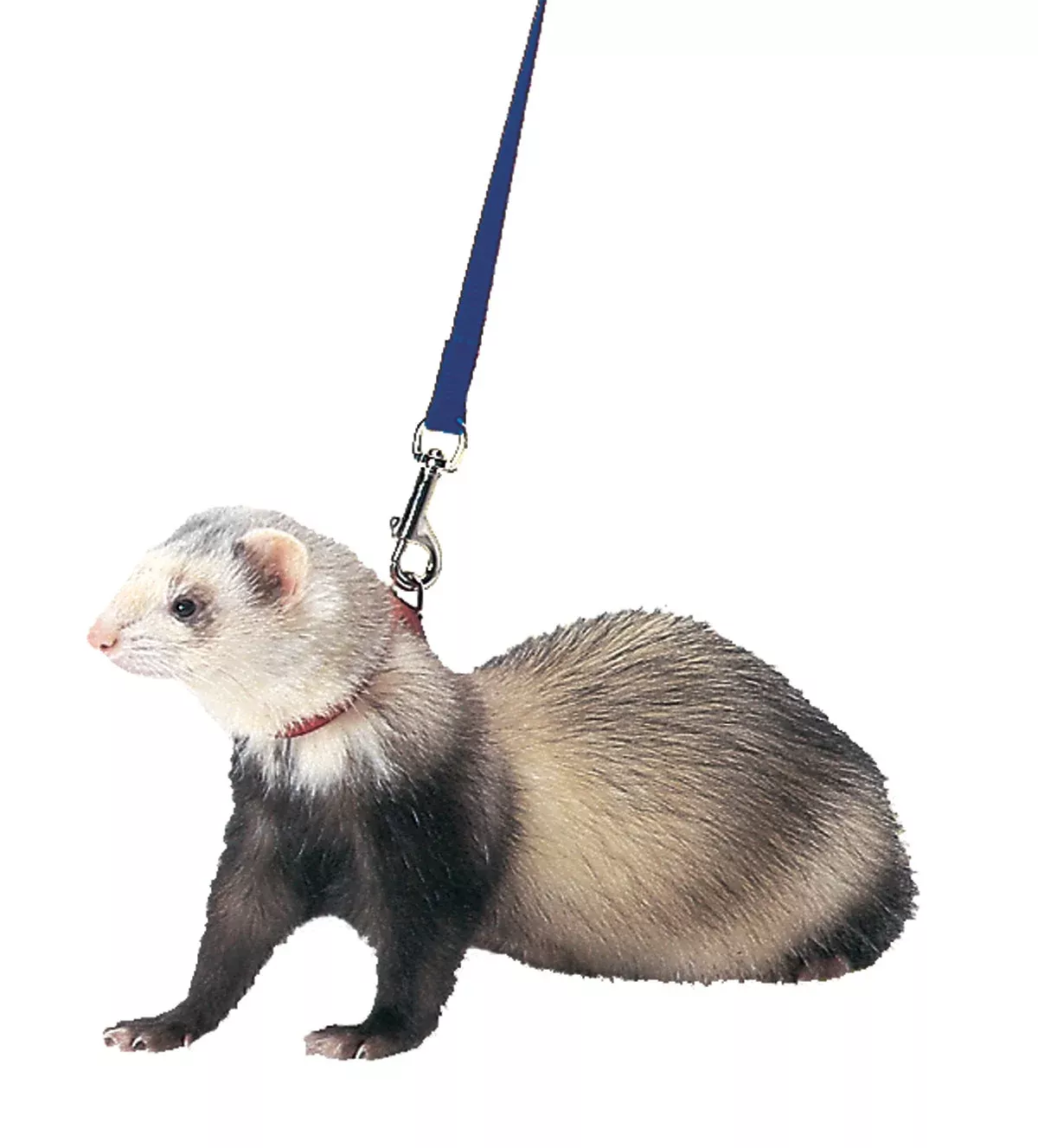 Marshall Ferret Harness and Lead, Royal Blue 48 in