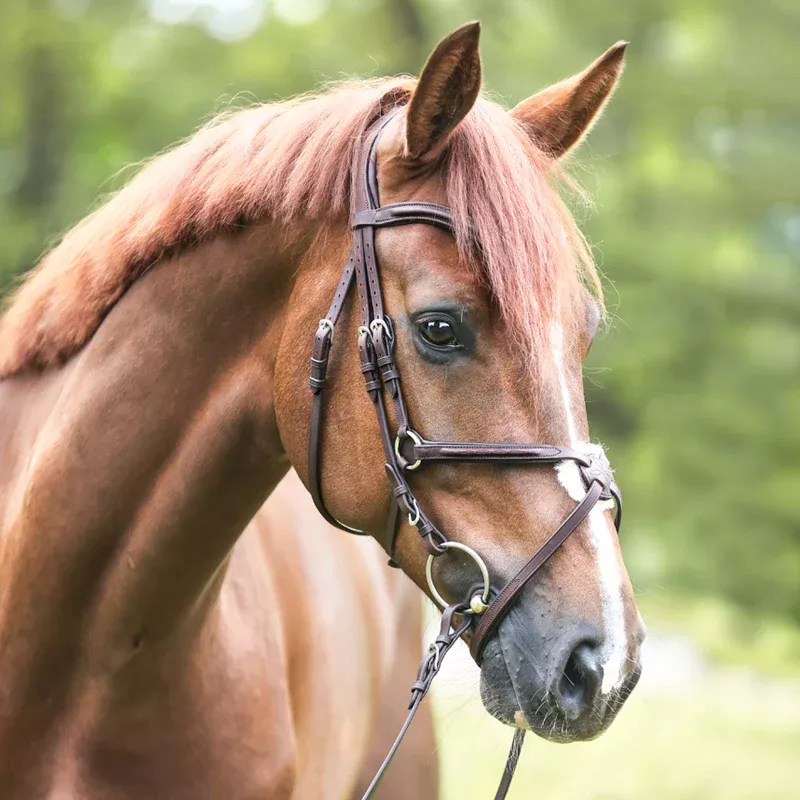Mexican Noseband Bridle Everado