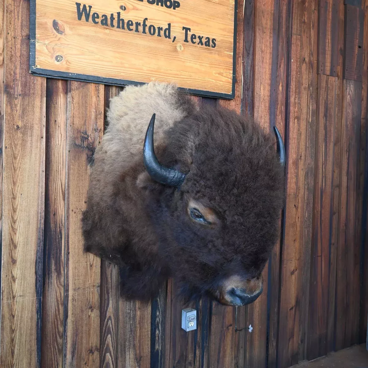 Mounted Buffalo Head