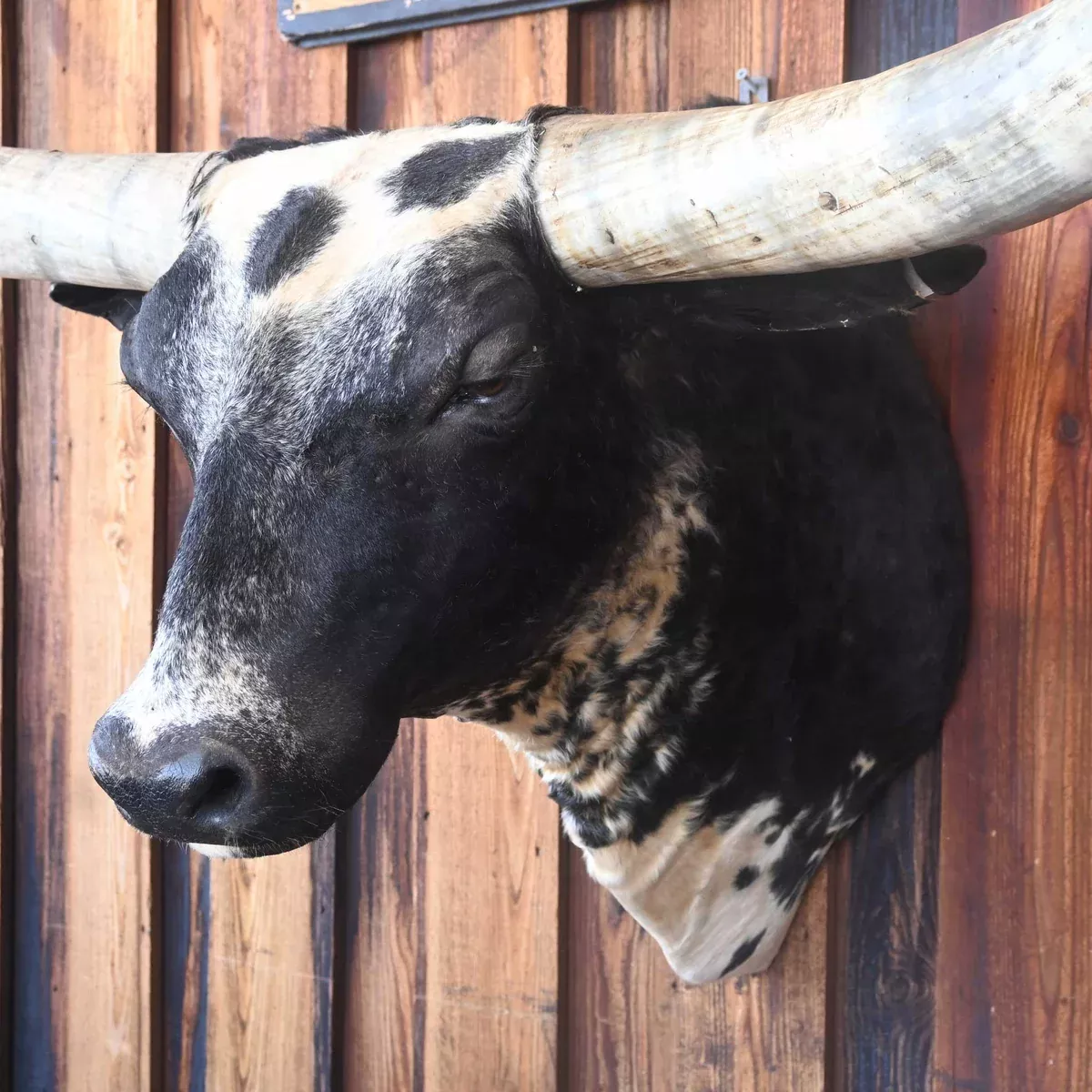 Mounted Longhorn 70" Tip to Tip