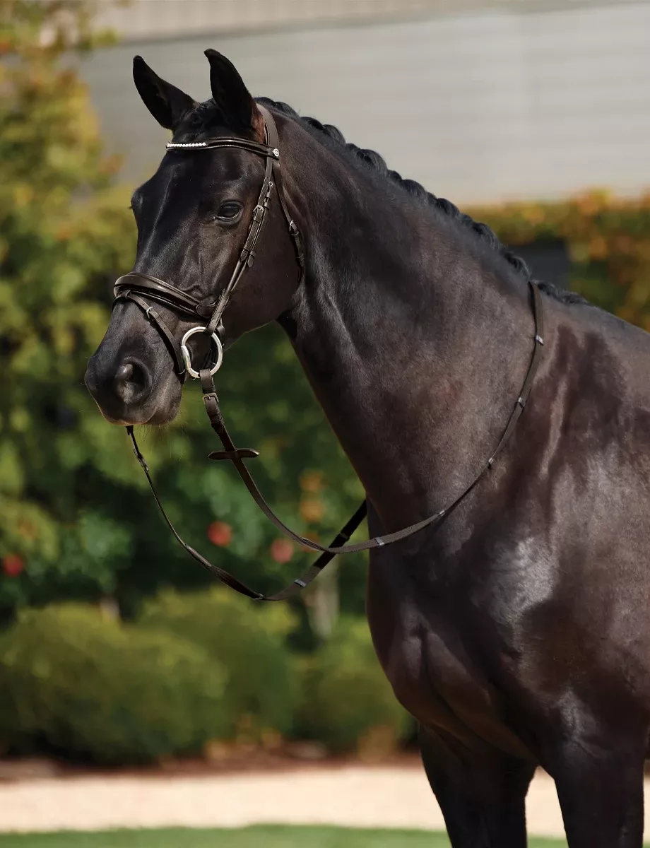 Padded Mono Crown Patent Flash Bridle