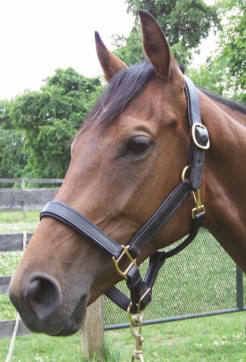 Pro-Trainer Padded Halter
