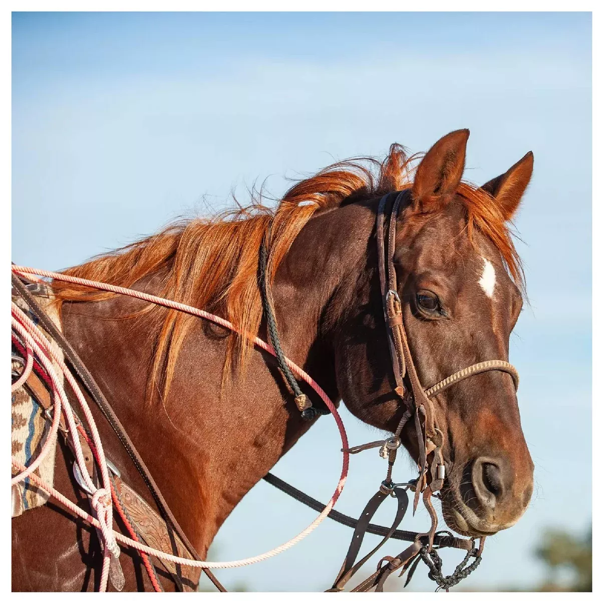 Rattler Calf Roping Square Neck Rope