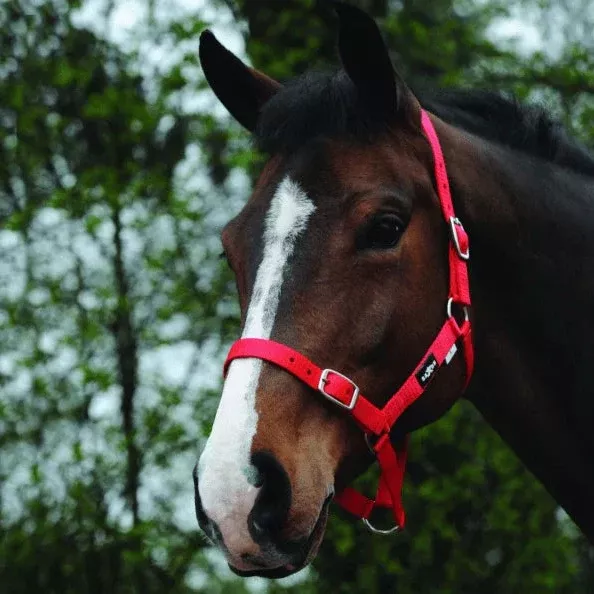 Saxon Nylon Brass Buckle Headcollar Halter