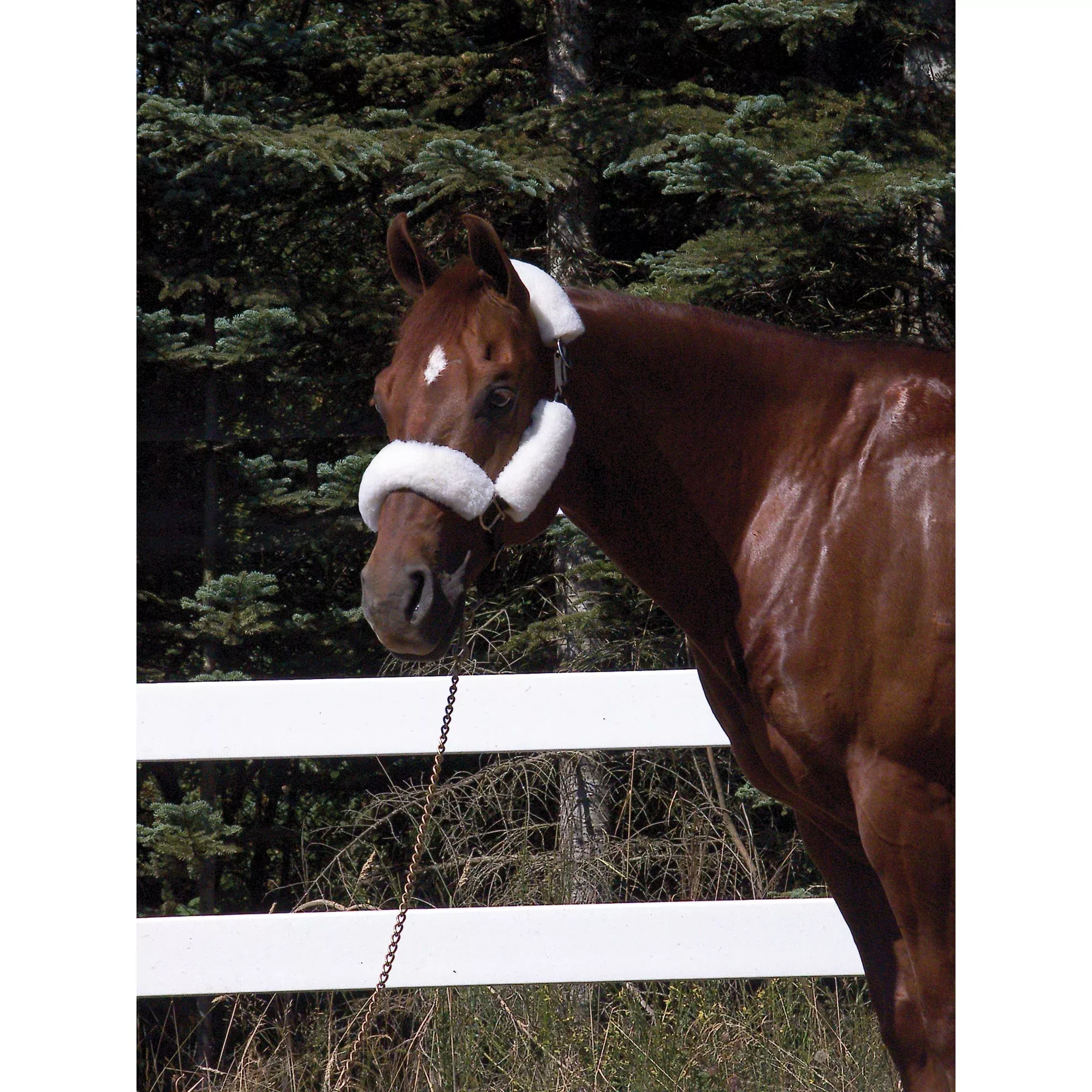 Toklat WoolBack NoseBand Halter Tube Set