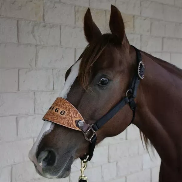 Trophy Bronc Halter with Starburst Conchos
