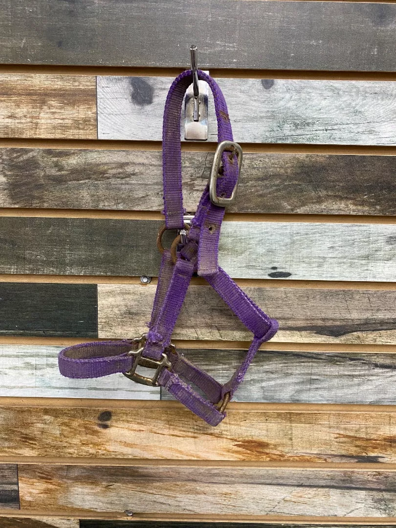 USEDNylon Halter Pony Purple