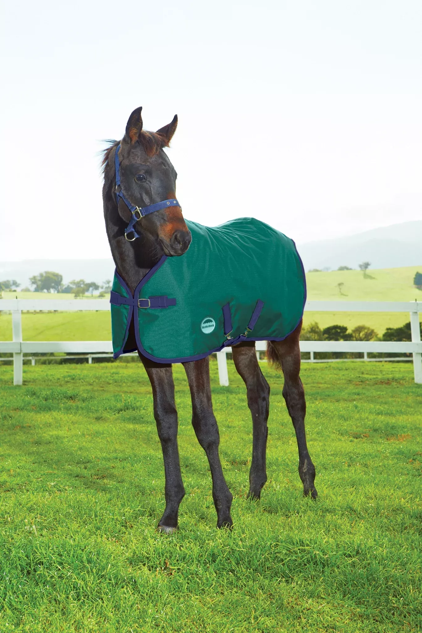 Weatherbeeta 1200D Standard Neck Blanket-Foal