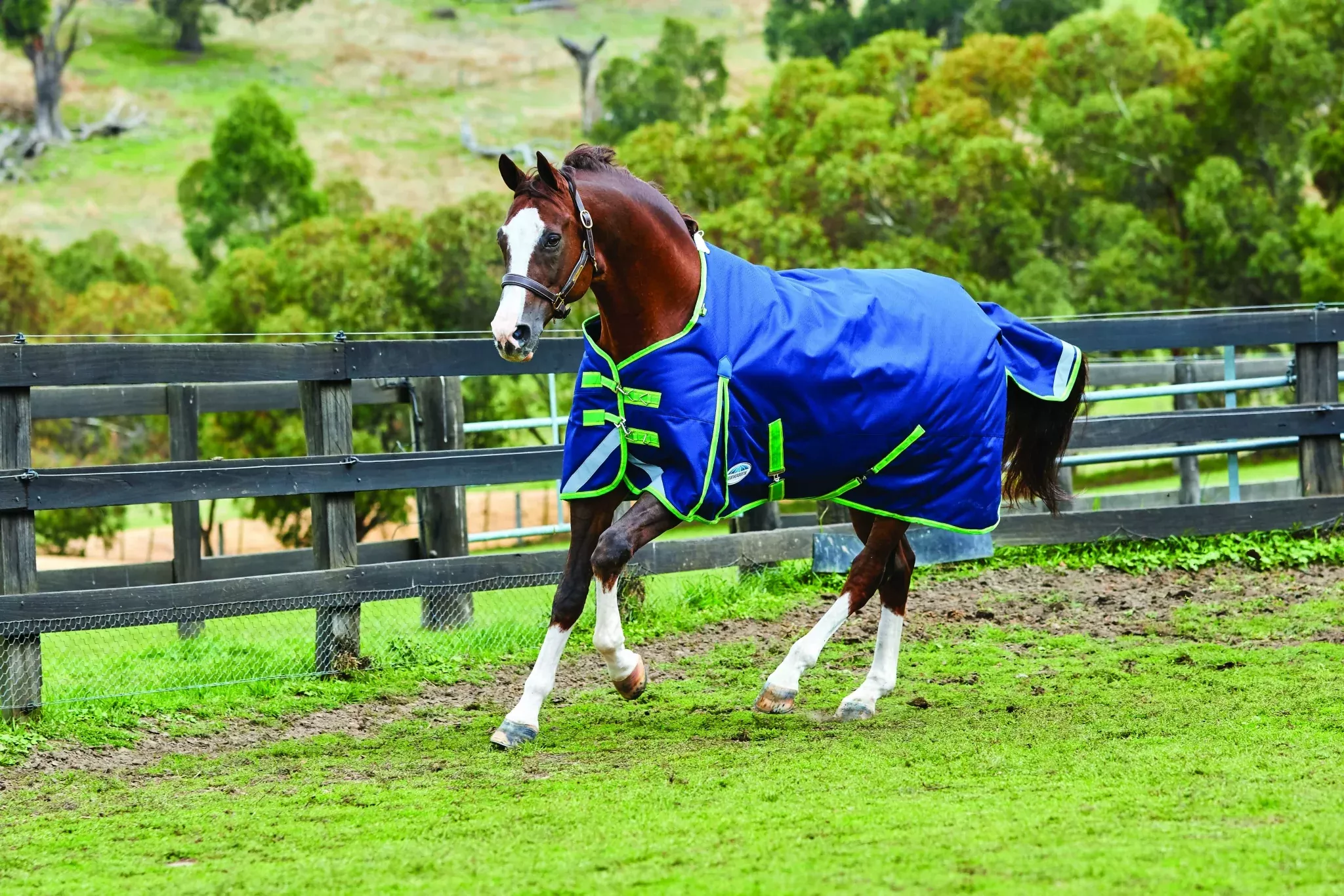 Weatherbeeta Comfitec Plus Dynamic Standard Neck Medium - Navy/Lime